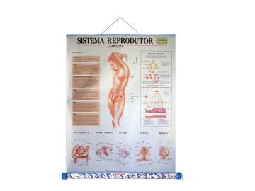 MAPA SISTEMA REPRODUTOR...
