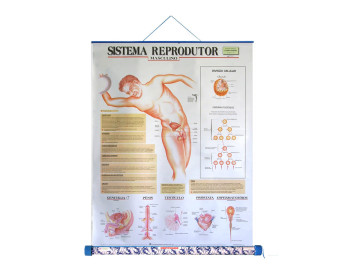 MAPA SISTEMA REPRODUTOR...