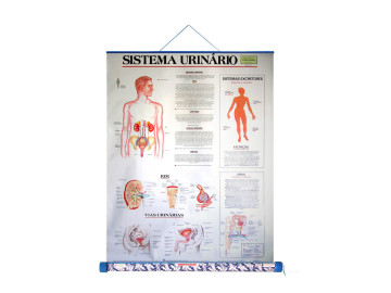 MAPA SISTEMA URINARIO-TUBO