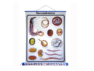 MAPA NEMATELMINTOS PAINEL E...