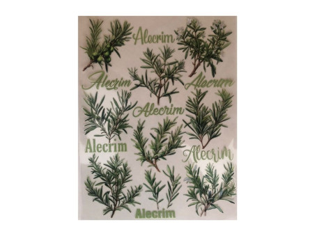 TRANSFER IMAGEM LILI ALECRIM MEDIO